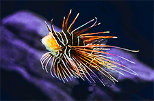 טיסות זולות ליעדי צלילה