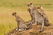 טיסות זולות ליעדי ספארי